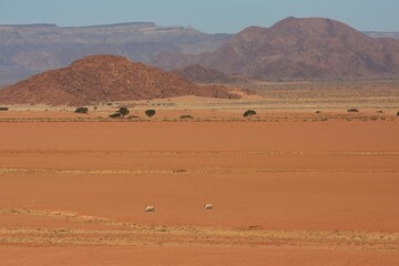Fototapeta na wymiar Oryx Antilopen in der Nähe der Elimdüne in der Namib.