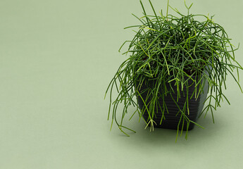 side view of Rhipsalis baccifera in gray flower pot against green background. Type of cactus with soft needles