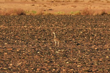  Riesentrappe (Ardeotis kori) im Namib-Naukluft-Nationalpark in Namibia. 