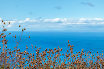 Dry small grass close-up on blue vivid Ionian seascape background with scenic sky. Summer nature in Lefkada island, Greece