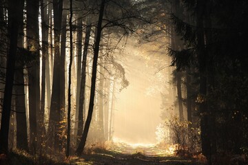 Forest path at sunrise. The rays of light pass through the pine trees and fall into the autumn forest