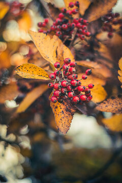 Autumn leaves and red berries