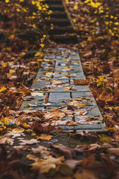 Autumn leaves on the ground