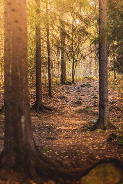 Autumn in the forest, foliage