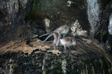 Two monkeys making love (fertilization) The breeding of macaque in nature.