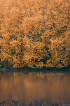 Autumn tree reflection on river