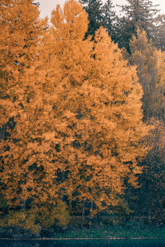 Autumn in the forest