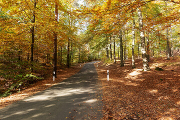 Narrow asphalt road through the autumn forest