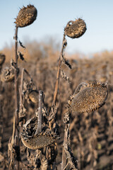 Vintage withered sunflowers in the autumn field