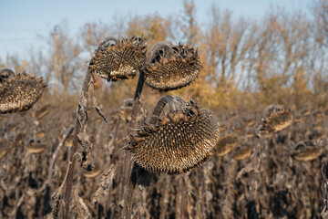 Weathered and dried sunflowers on a field.
