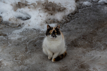 Tricolor village cat, sitting in the snow and squinting. The cat is resting after a delicious lunch and looks with a squint into the frame.