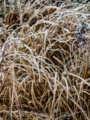 close up of grass