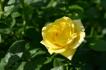 伊豆の踊り子　バラの花
