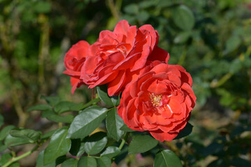 花笠　バラの花
