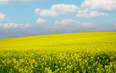 Obraz premium Field of bright yellow canola flowers