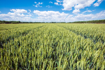 Wheat is growing in the field ,The wheat fields are under the blue sky and white clouds