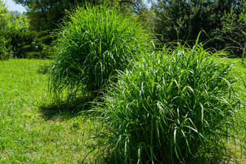 Beautiful green ornamental grass Miscanthus sinensis in spring Arboretum Park Southern Cultures in...