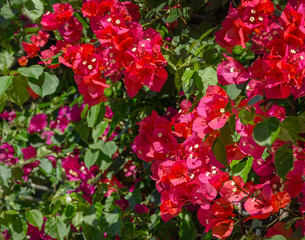Close-up beautiful red pink Bougainvillea flowers in City park Krasnodar. Galitsky Park in sunny spring 2021. Bougainvillea flowers as wallpaper texture pattern background. Selective close-up focus