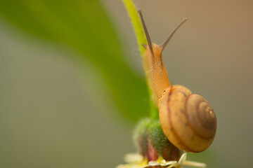 beautiful view of a snail on a small flower.
macro snail and small flower