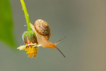 beautiful view of a snail on a small flower.
macro snail and small flower