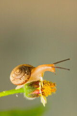 beautiful view of a snail on a small flower.
macro snail and small flower