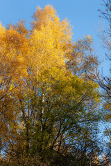 autumn in the forest