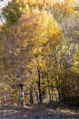 autumn in the forest