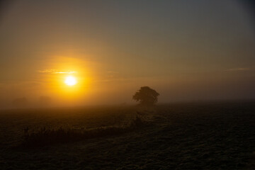 Moorlandschaft mit einem Baum und Sonne