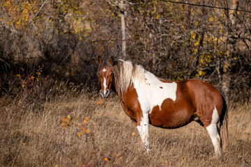 horse in the field