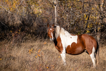 horse in the field