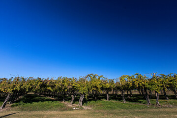 Fototapeta na wymiar Bellussera vineyard