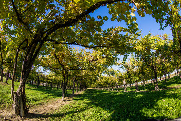 Bellussera vineyard