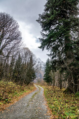 travel, walk, nature, landscape, valley, gorge, mountains, rocks, snowy peaks, forest, trees, fir trees, fallen foliage, trail, autumn, cloudy day, distance, expanse, sky, clouds