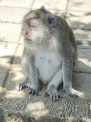 Monkey in Uluwatu, Bali, Indonesia