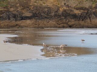 tres gaviotas californianas buscando alimento en el arenal mayor de malpica, color marrón y blanco...