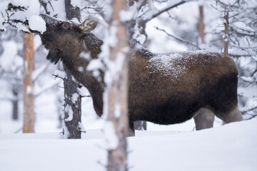 Moose or elk in snow