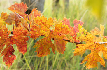 Orange autumn vine leaves on light green nature background 