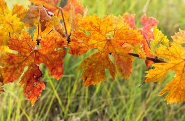 Orange autumn vine leaves on light green nature background 