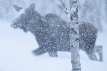 Moose or elk in snowfall
