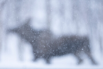 Moose or elk in snowfall