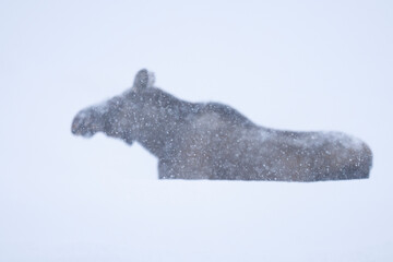 Obraz premium Moose or elk in snow