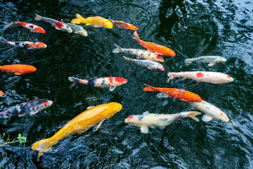 japanese koi fish in pond