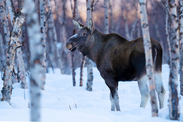 Moose or elk in a birch forest with snow