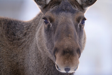 Naklejka na ściany i meble Close up of a moose or elk
