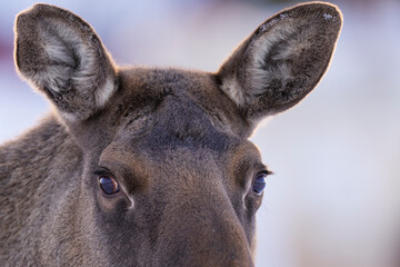 Close up of a moose or elk
