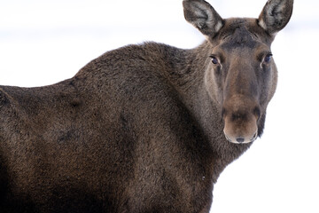 Close up of a moose or elk