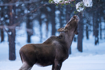 Moose or elk eat on a tree branch