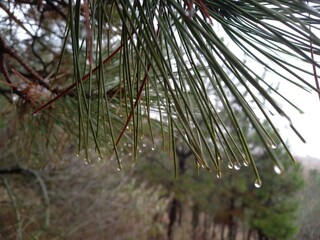 a drop on a pine tree