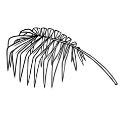 Tropical palm branch with dry fan leaf, outline floral hand drawn sketch on white background. Minimal line doodle style. Vector for foliage patterns, organic products package design, nature template.