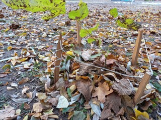 Young tree